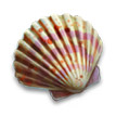Living Legends: Voice of the Sea Collector's Edition icon